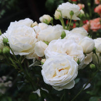 Rosa ARTEMIS