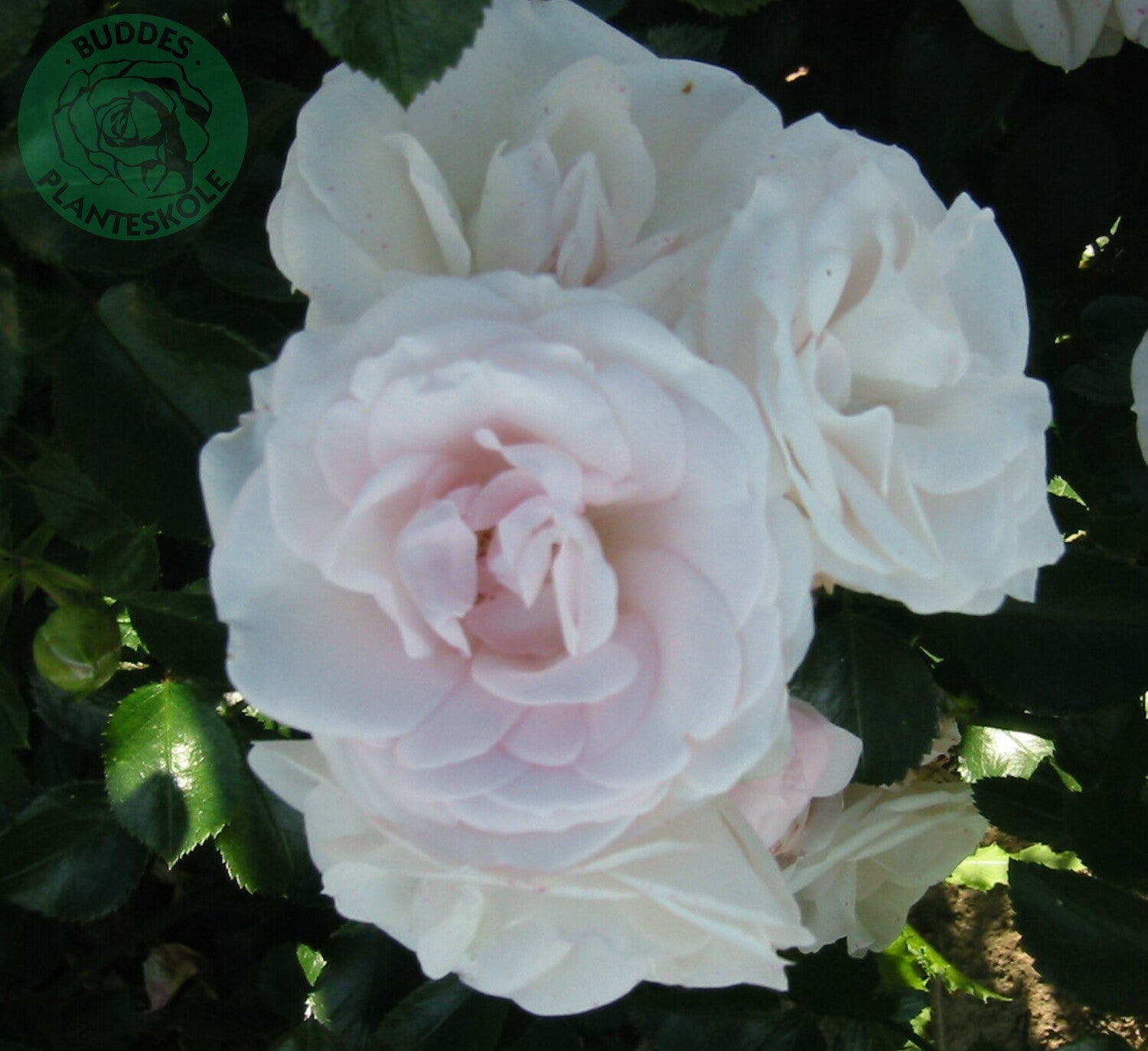 Rosa ASPIRIN®