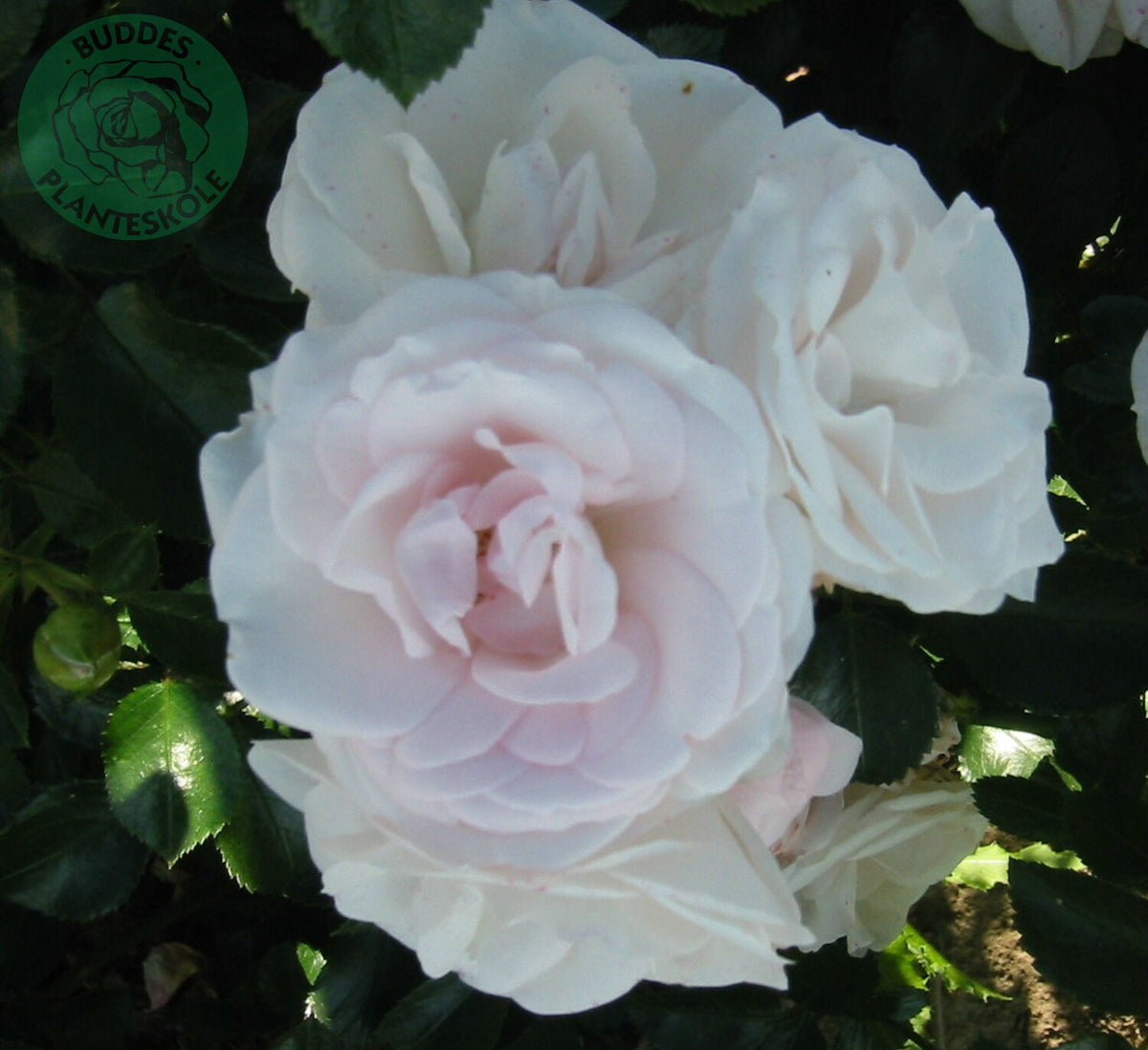 Rosa ASPIRIN®