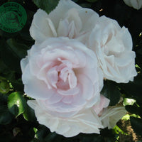 Rosa ASPIRIN®