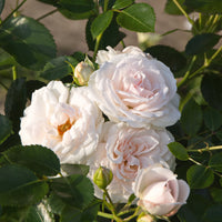 Rosa ASPIRIN®