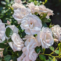 Rosa ASPIRIN®