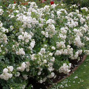 Rosa ASPIRIN®