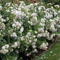Rosa ASPIRIN®