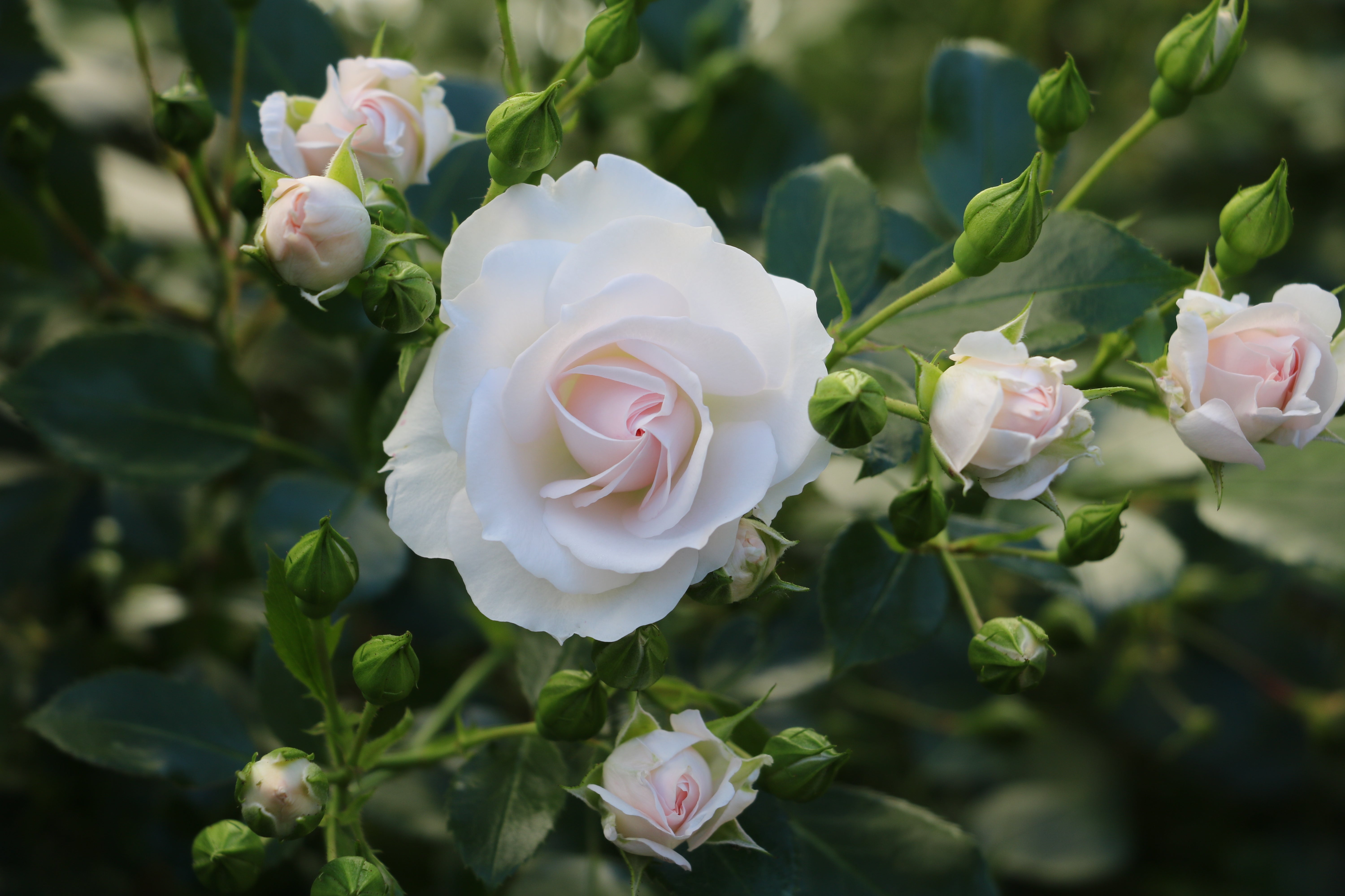 Rosa ASPIRIN®
