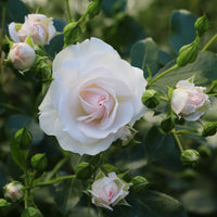 Rosa ASPIRIN®