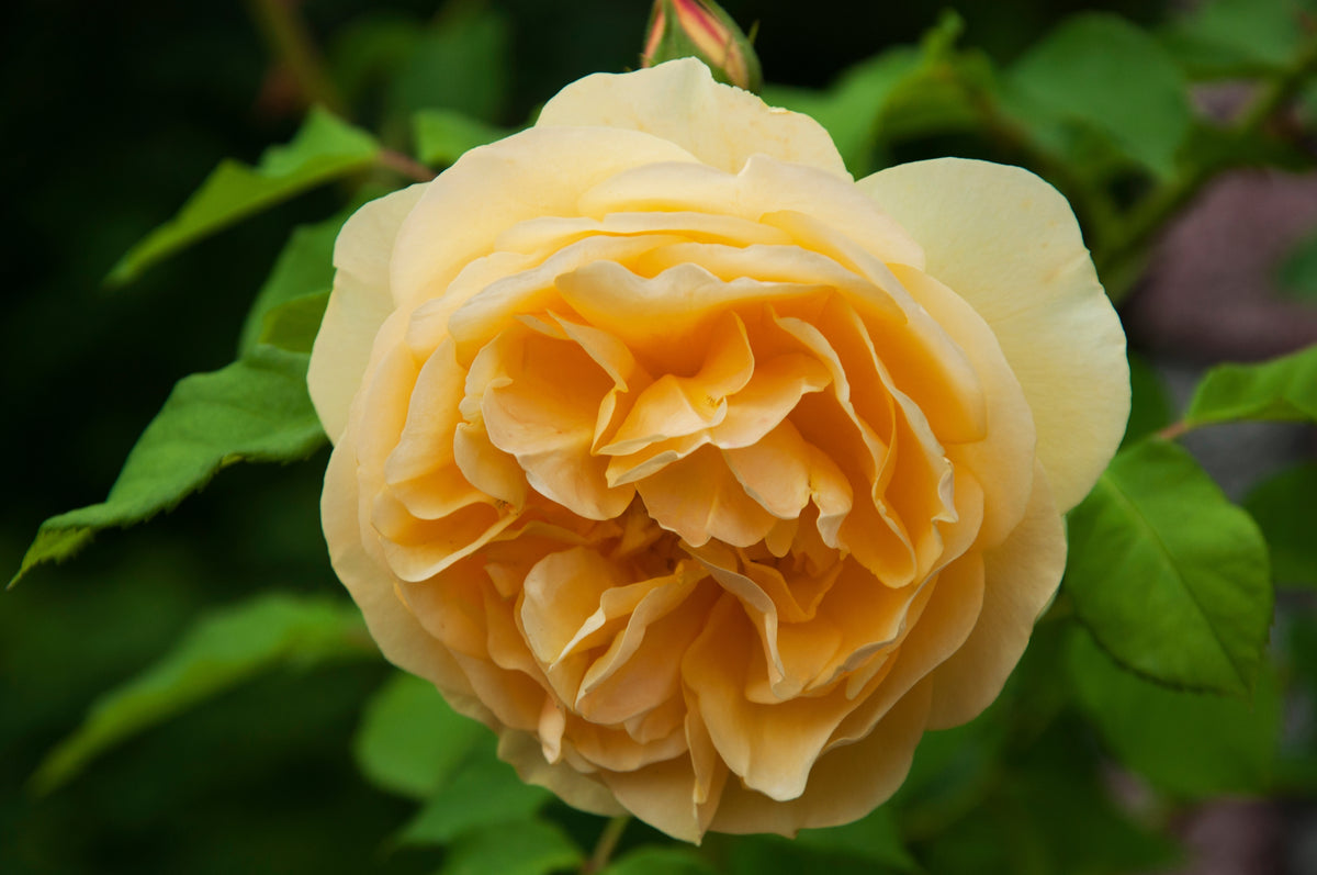 Rosa BERNSTEIN-ROSE