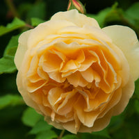 Rosa BERNSTEIN-ROSE