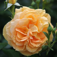 Rosa BERNSTEIN-ROSE