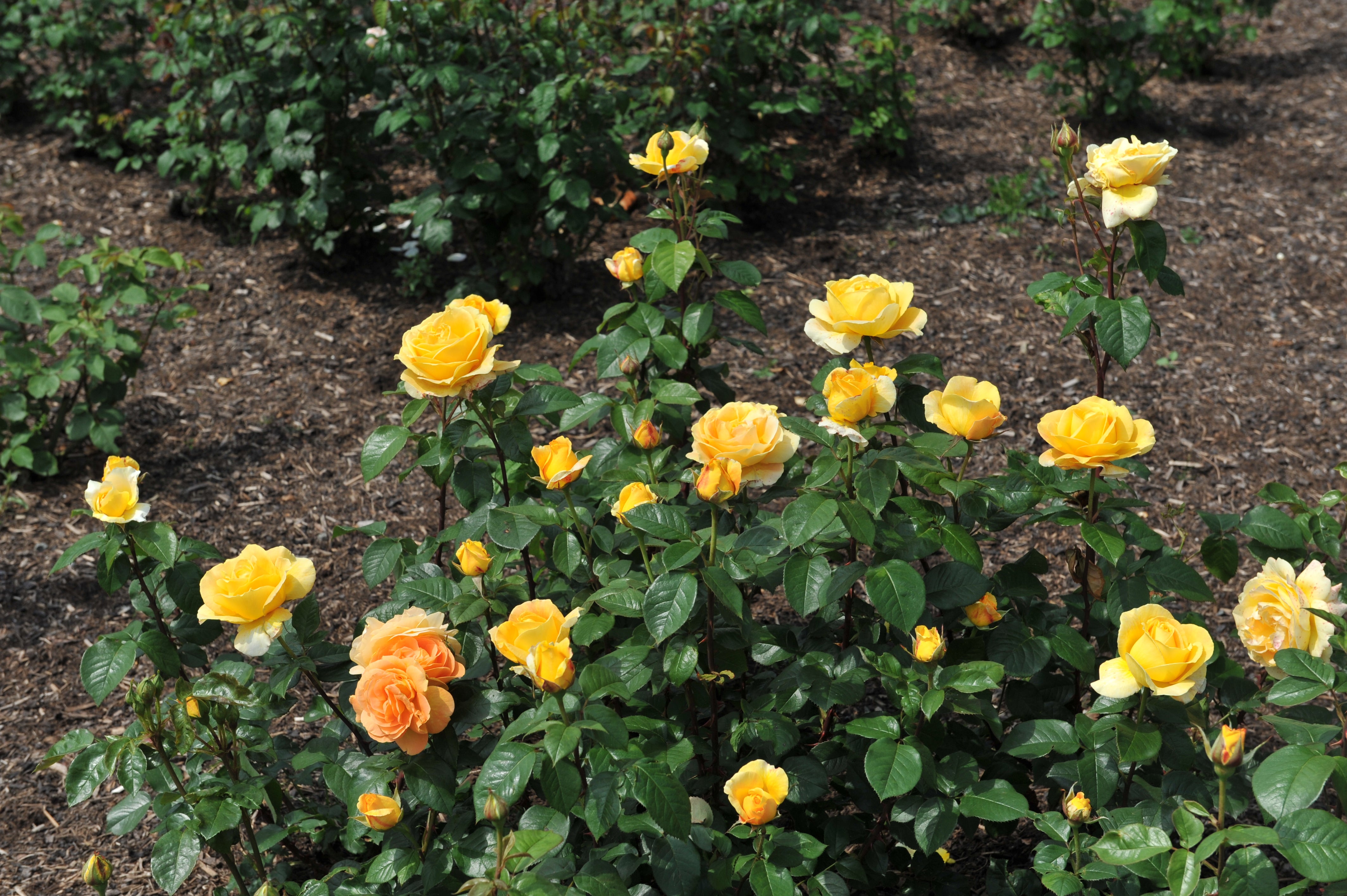 Rosa BERNSTEIN-ROSE