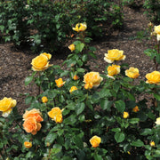 Rosa BERNSTEIN-ROSE