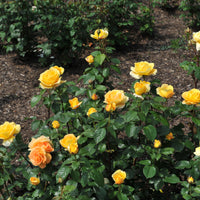Rosa BERNSTEIN-ROSE