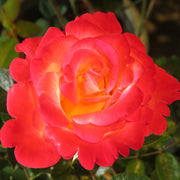 Rosa 'David® Rosenmager'