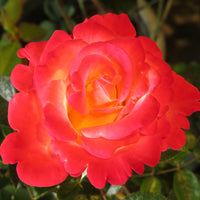 Rosa 'David® Rosenmager'