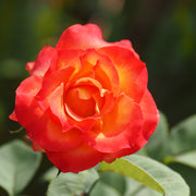 Rosa 'David® Rosenmager'