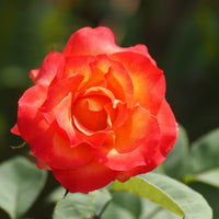 Rosa 'David® Rosenmager'