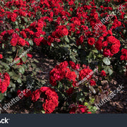Rosa 'Europeana'