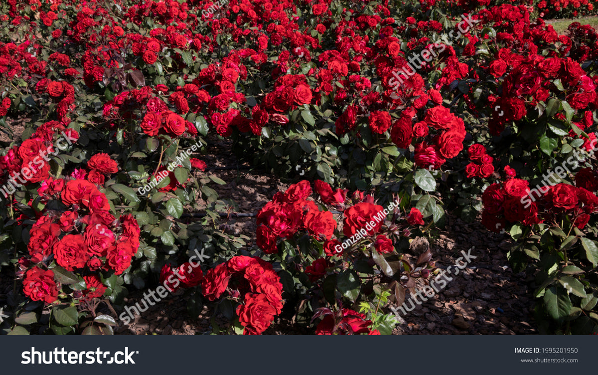 Rosa 'Europeana'