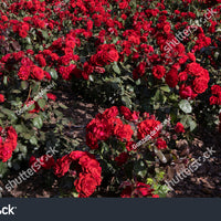 Rosa 'Europeana'