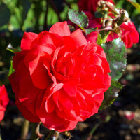 Rosa 'Europeana'