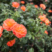 Rosa FELLOWSHIP