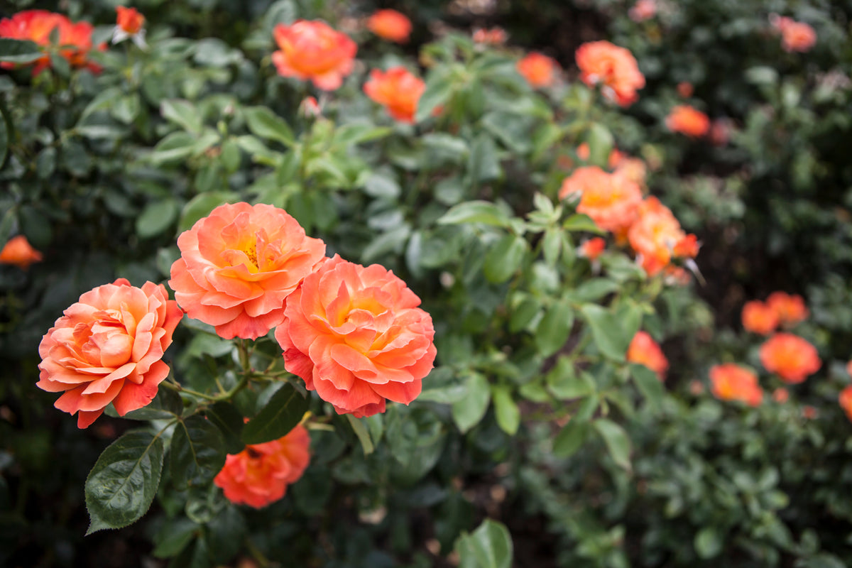Rosa FELLOWSHIP