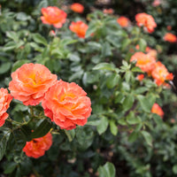 Rosa FELLOWSHIP