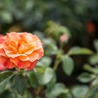 Rosa FELLOWSHIP