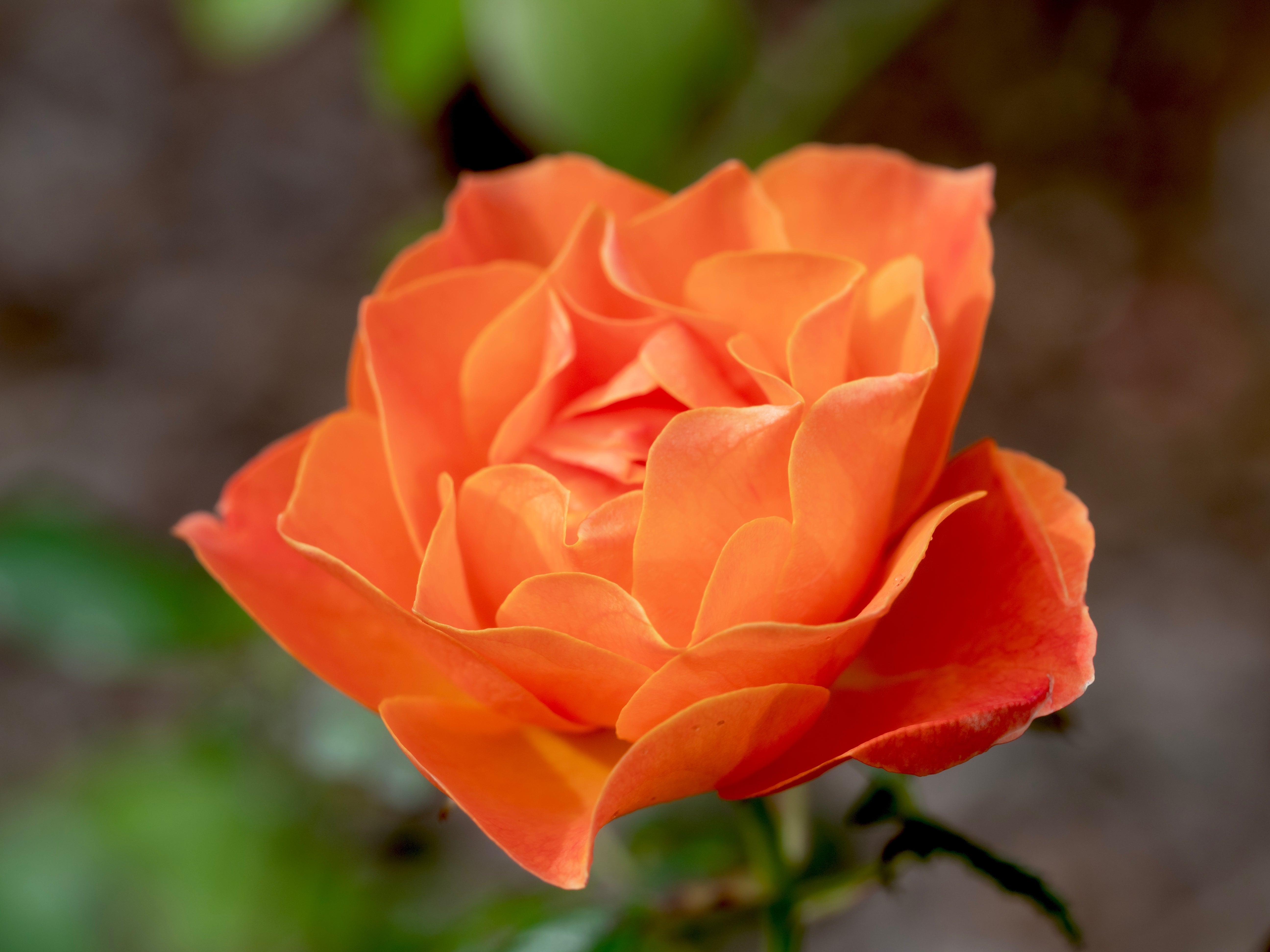 Rosa FELLOWSHIP