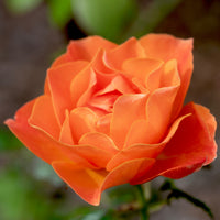 Rosa FELLOWSHIP