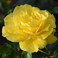 Rosa FRIESIA®
