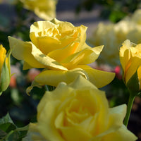 Rosa FRIESIA®