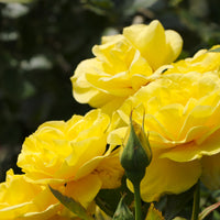 Rosa FRIESIA®