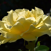 Rosa FRIESIA®