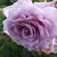 Rosa GIGI