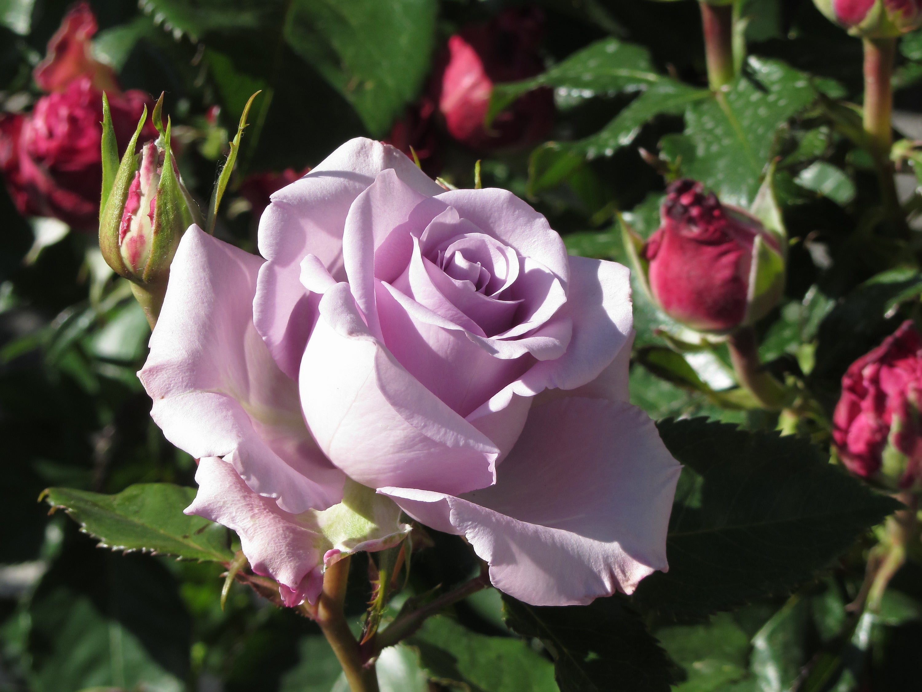 Rosa GIGI