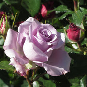 Rosa GIGI
