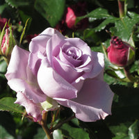 Rosa GIGI