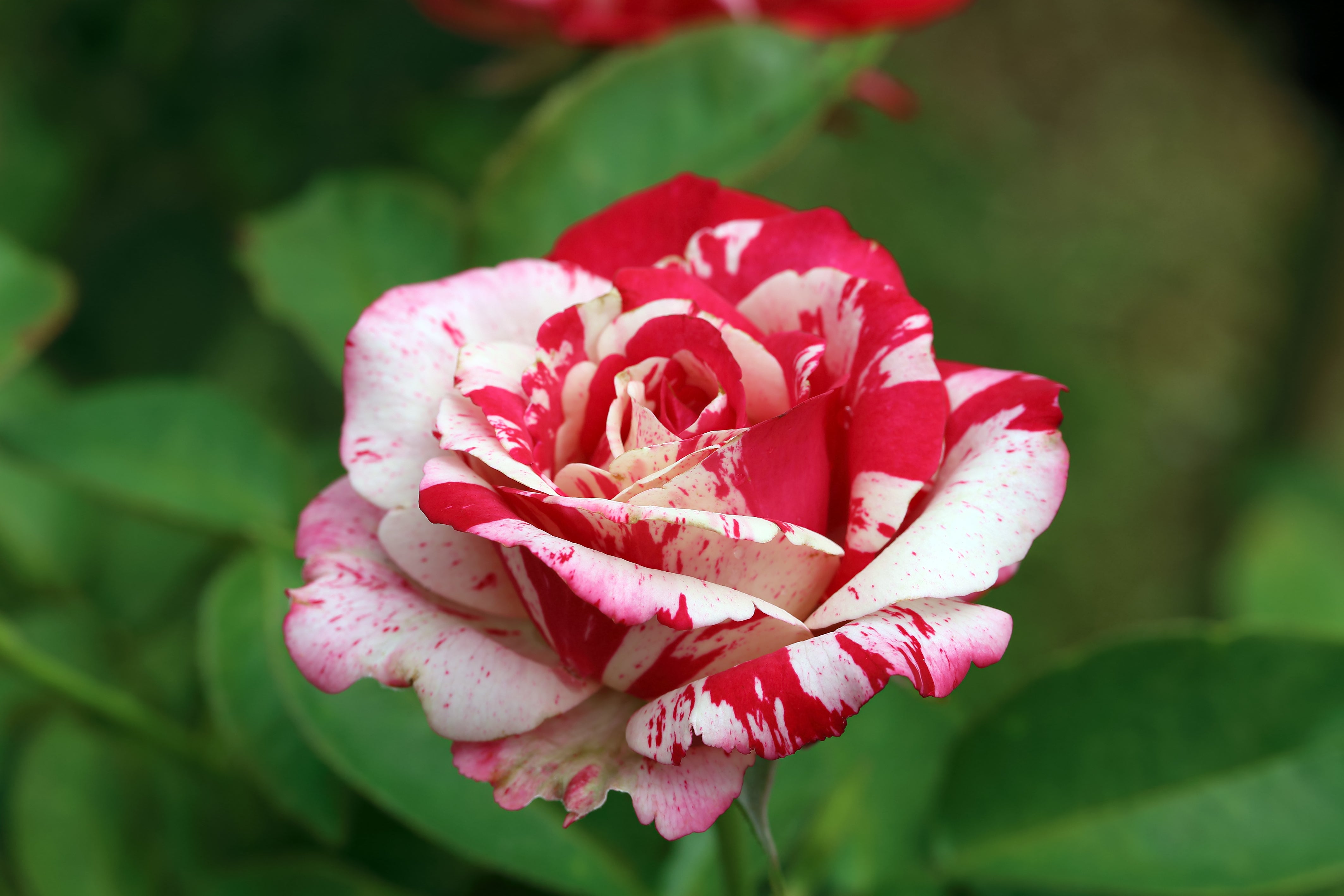 Rosa HANKY PANKY®