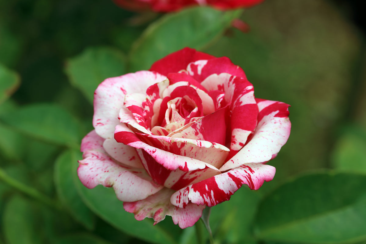 Rosa HANKY PANKY®