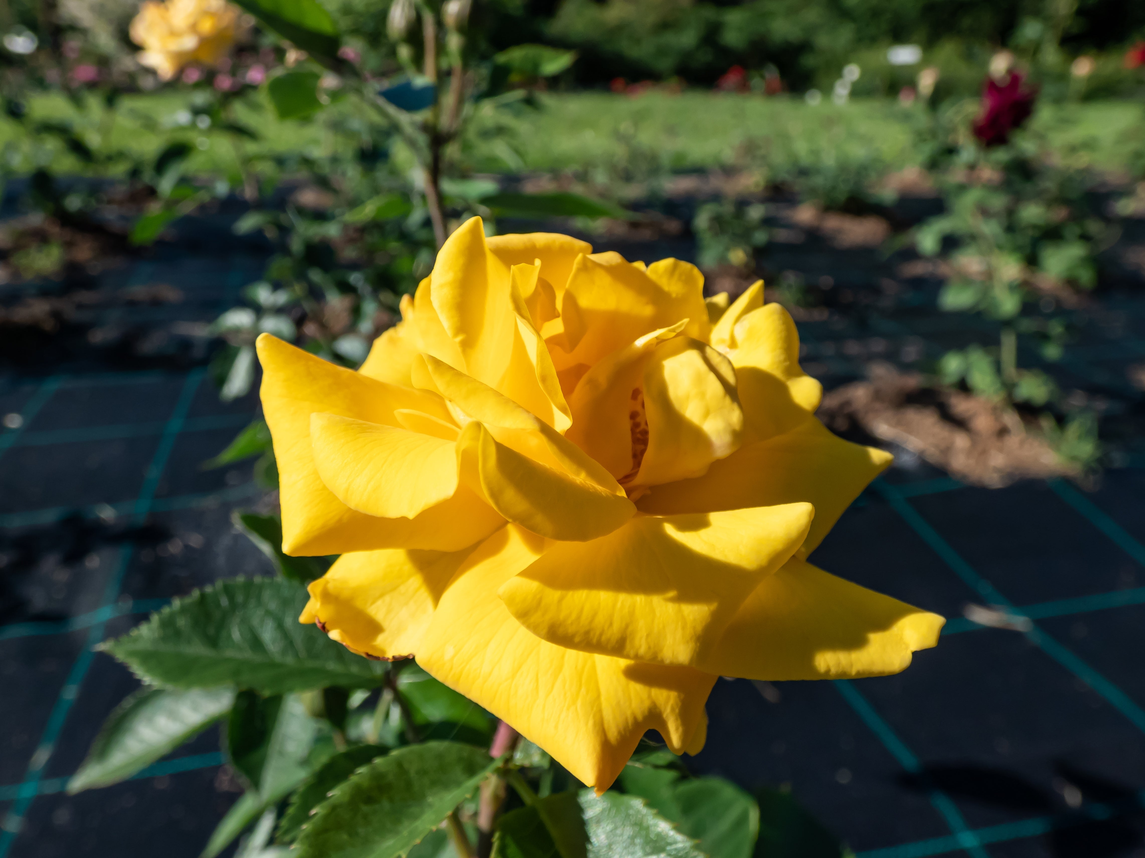 Rosa GOLDMARIE