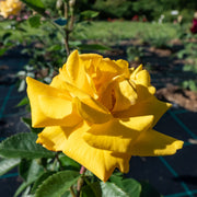 Rosa GOLDMARIE