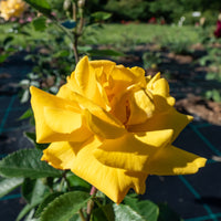 Rosa GOLDMARIE