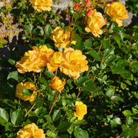 Rosa GOLDMARIE