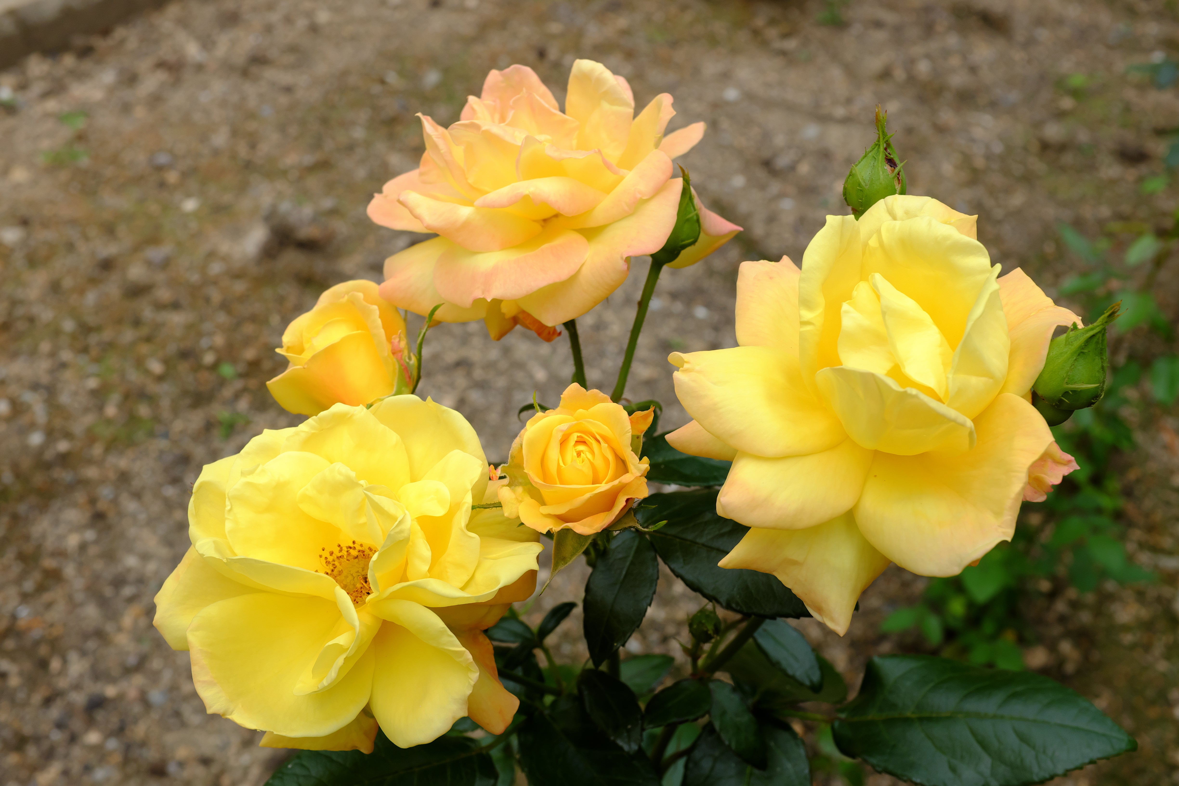 Rosa GOLDMARIE