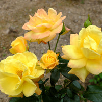 Rosa GOLDMARIE