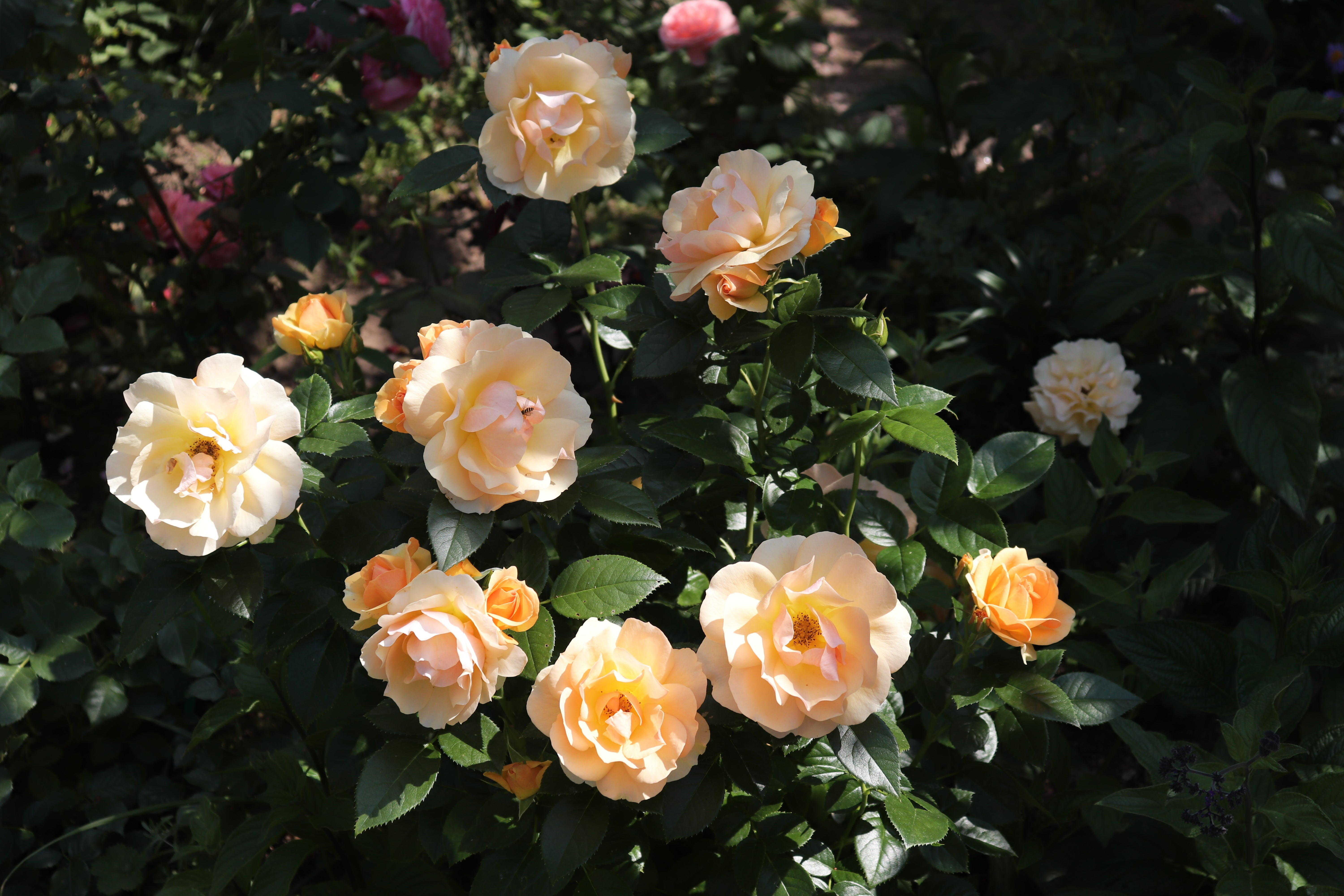 Rosa HANSESTADT ROSTOCK®