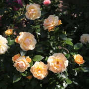 Rosa HANSESTADT ROSTOCK®