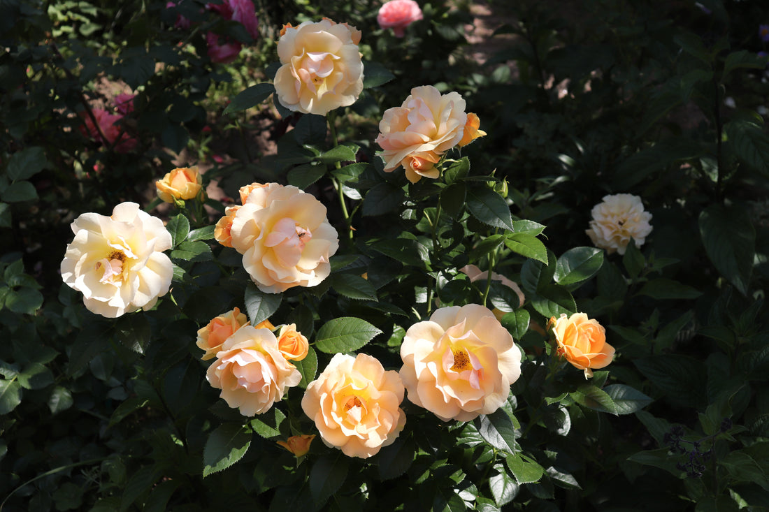 Rosa HANSESTADT ROSTOCK®