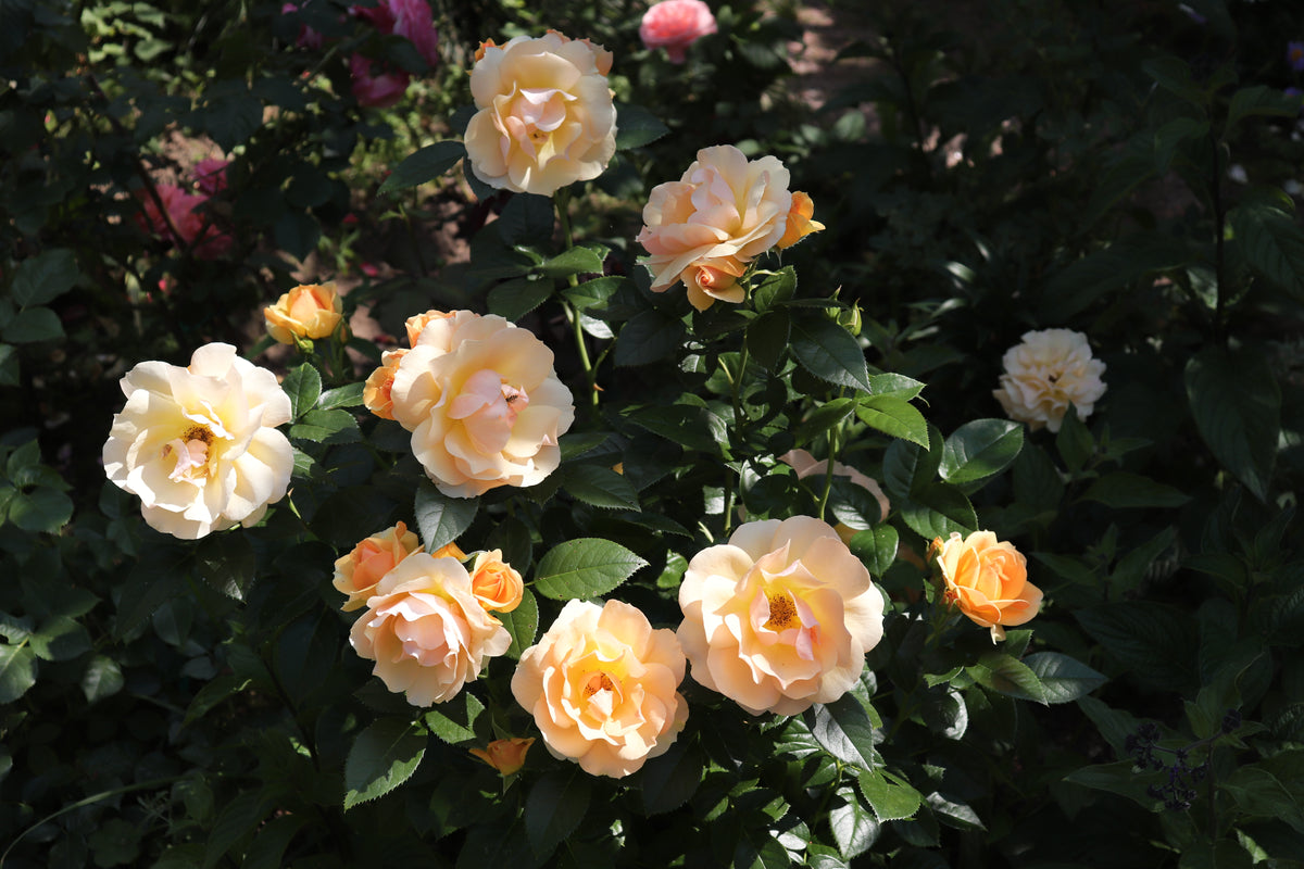 Rosa HANSESTADT ROSTOCK®